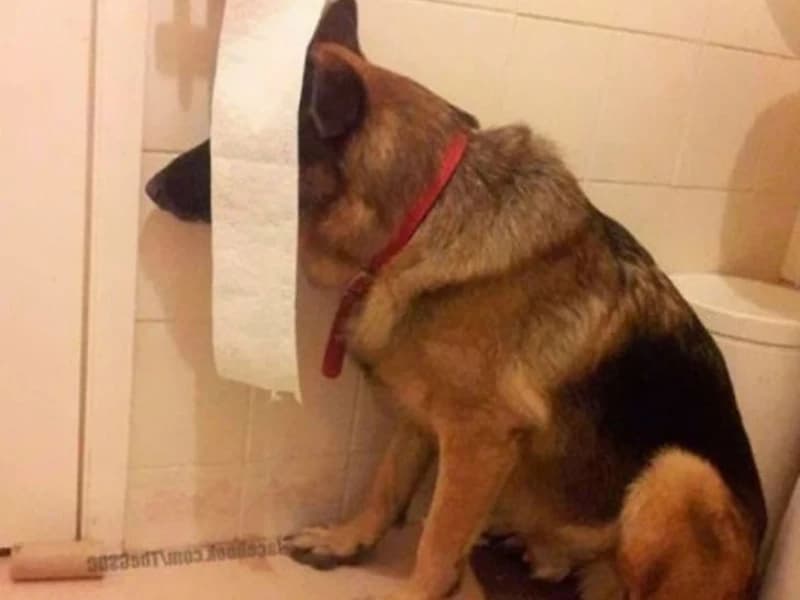 15 Hilarious Photos That Will Have You Crying with Laughter