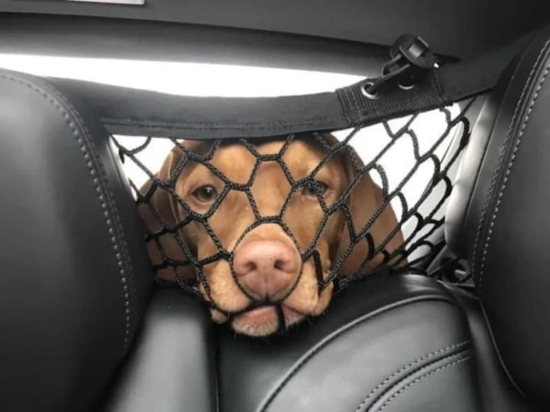 15 Hilarious Photos That Will Have You Crying with Laughter