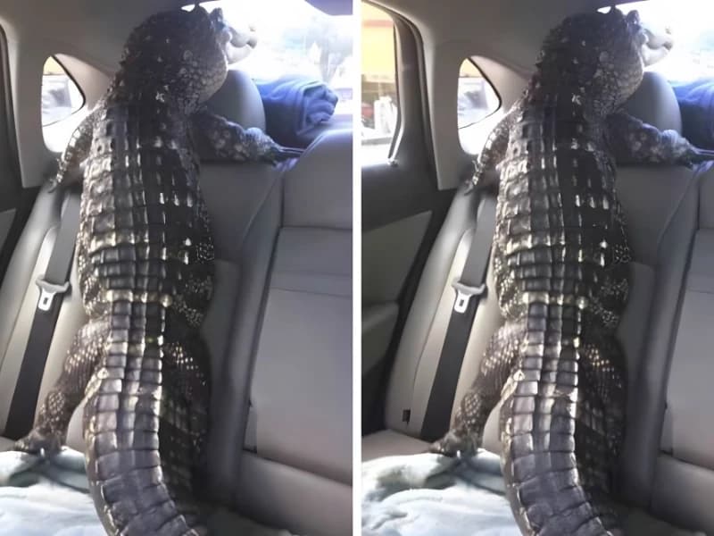 15 Hilarious Photos That Will Have You Crying with Laughter