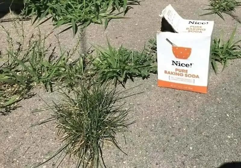 Vernichtet Unkraut