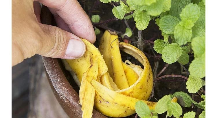 25 Uses of Banana Peels you Probably Ignored