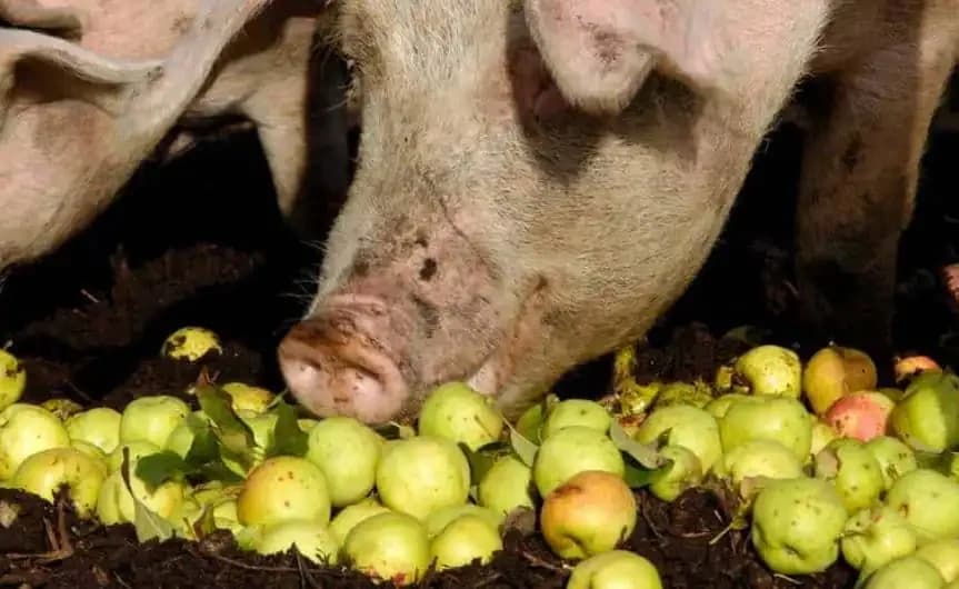 Die Schweine