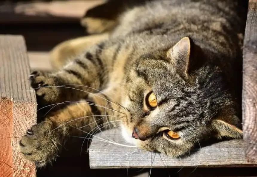 Die Katze