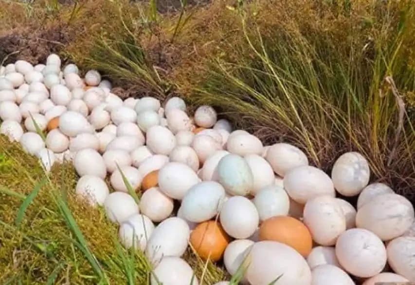 Unbekannte Eier