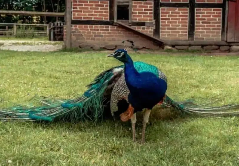 Die Vögel Absetzen