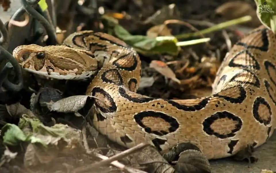 Russels Viper