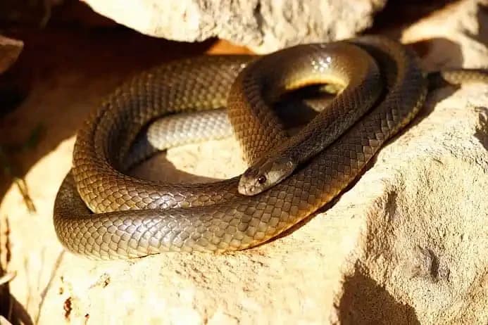Western Brown Snake