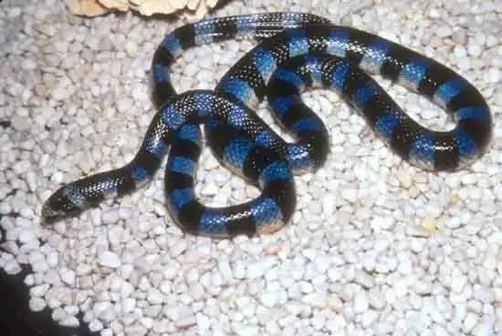 Black Banded Sea Krait1