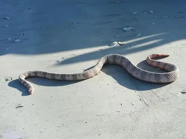Dubois Sea Snake1