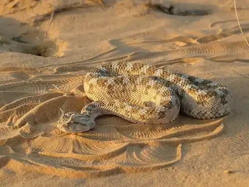 Horned Viper1