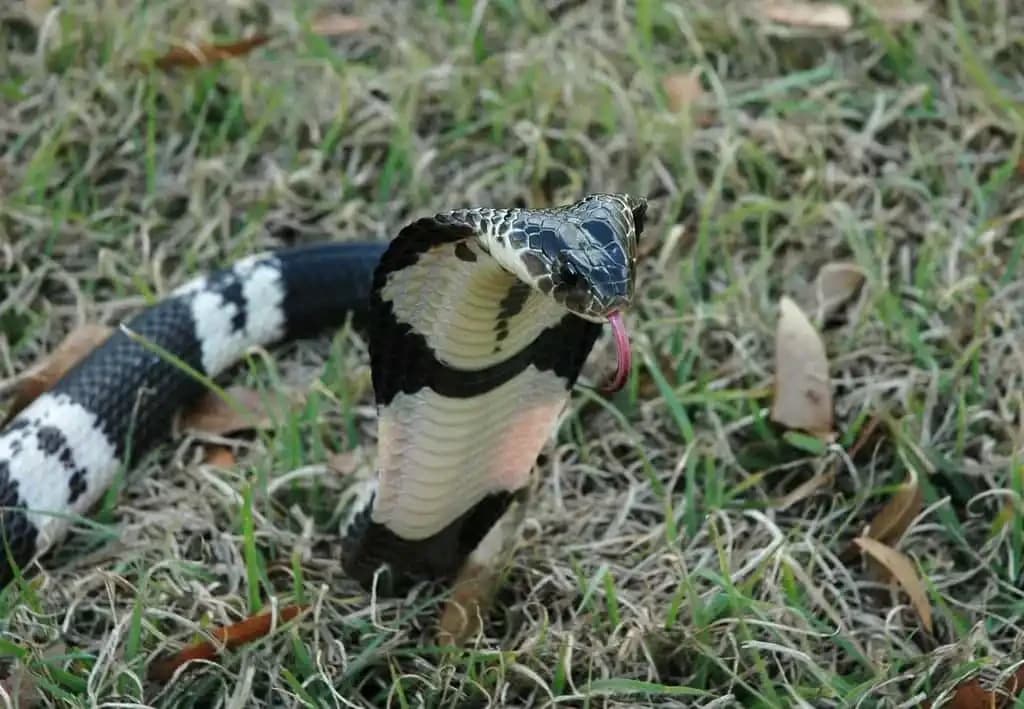 Indochinese Spitting Cobra1