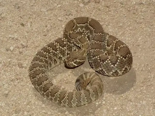Mojave Rattlesnake1