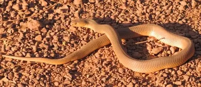 Naja Katiensis1