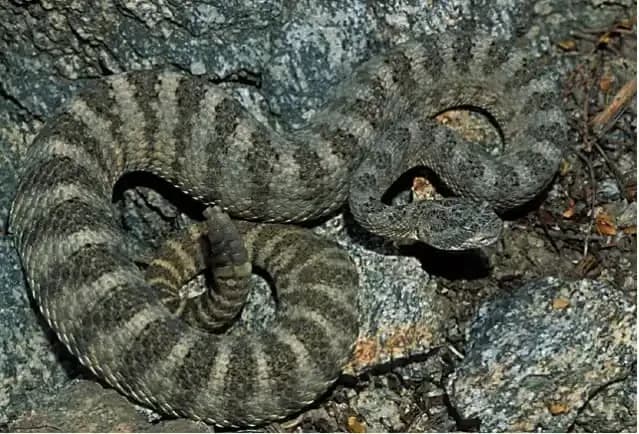 Tiger Rattlesnake1