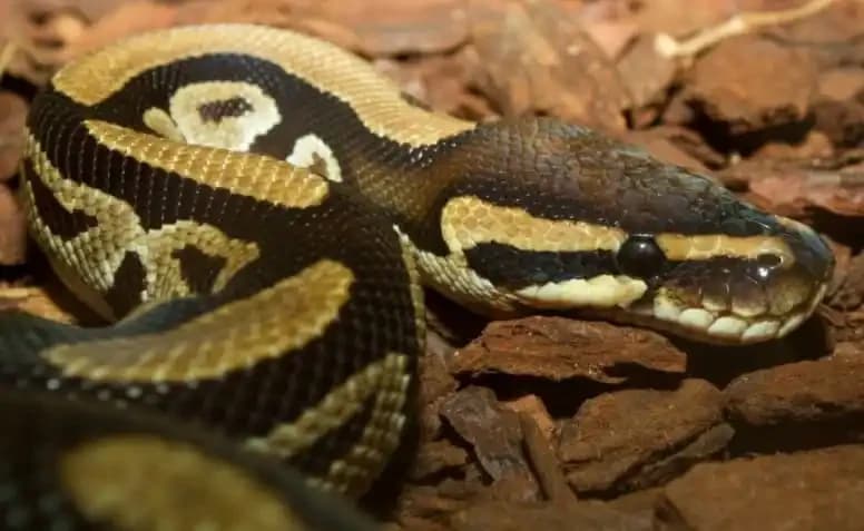 Ball Python