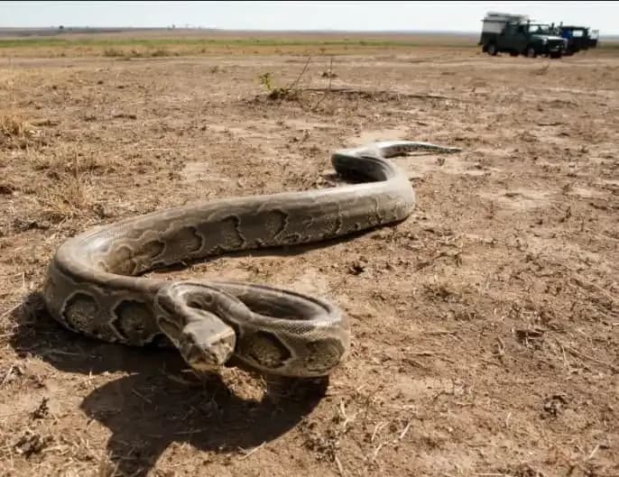 African Rock Python