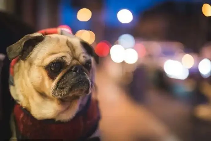 Can Dogs See At Night