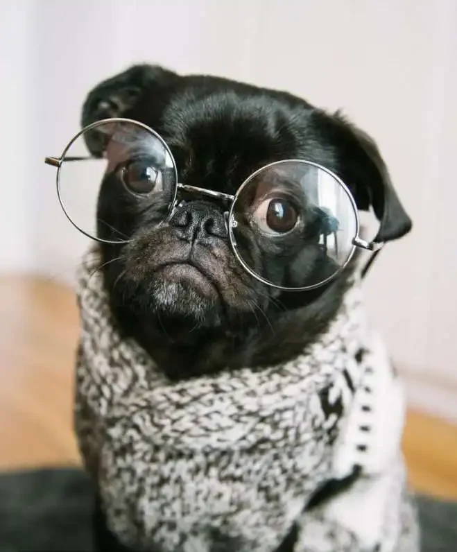 Why Dogs Look Into Your Eyes
