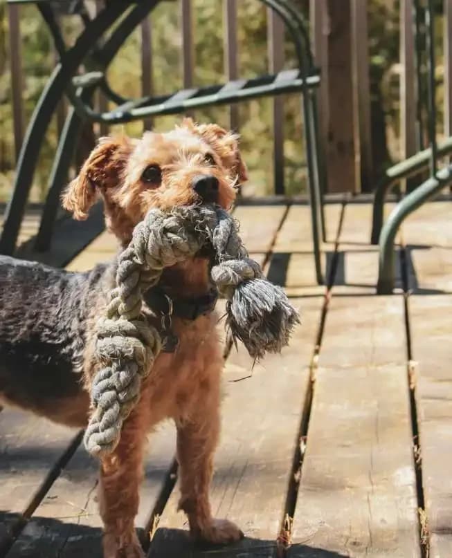 Why Dogs Shake Their Toys