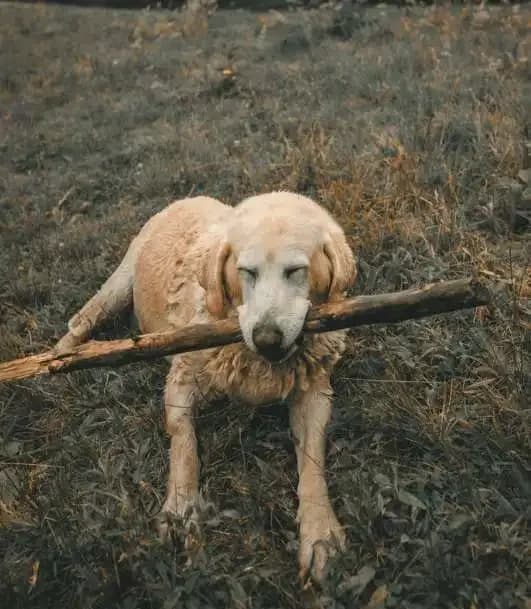 Why Dogs Pick Up Sticks
