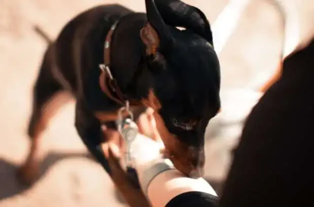 The Reason Dogs Sniff Your Arm