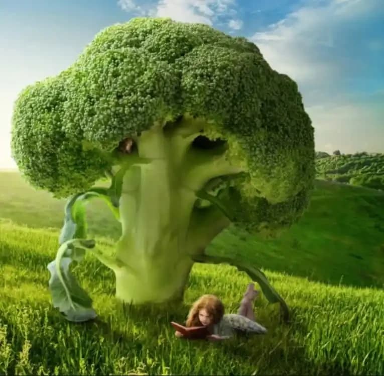 Brocolli