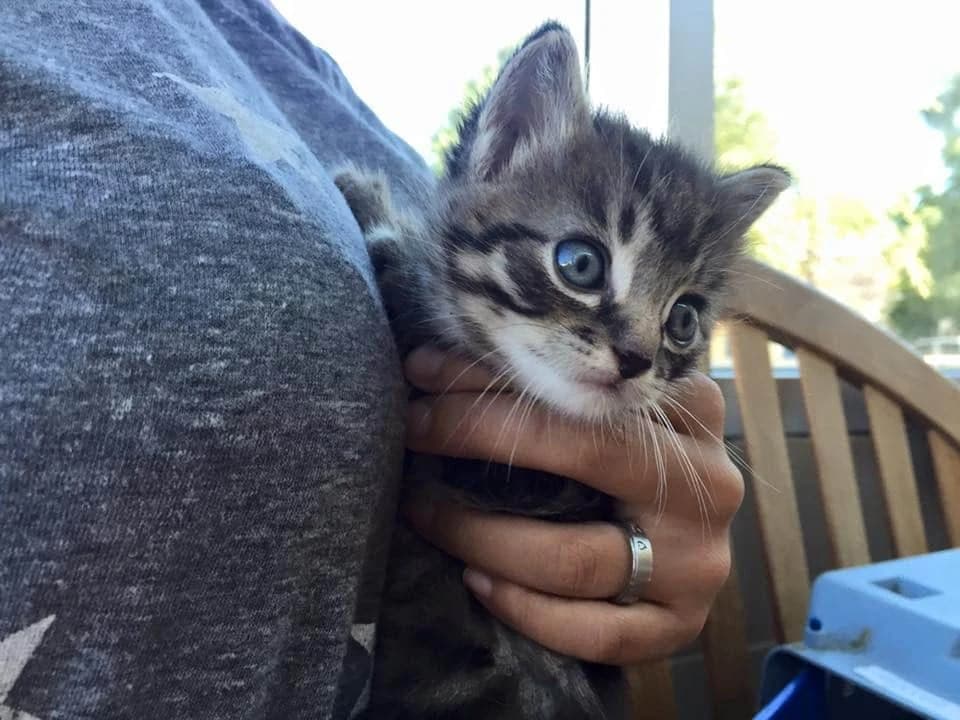 He Went To His Relative’s House To Fetch The Cat, But There Was Something Else In There…