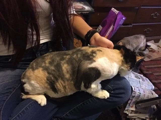 Forever Home