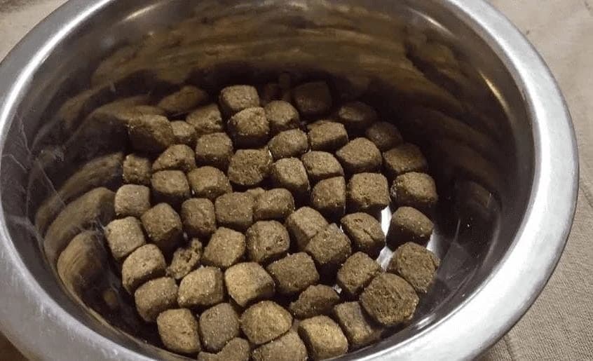 He Went To His Relative’s House To Fetch The Cat, But There Was Something Else In There…