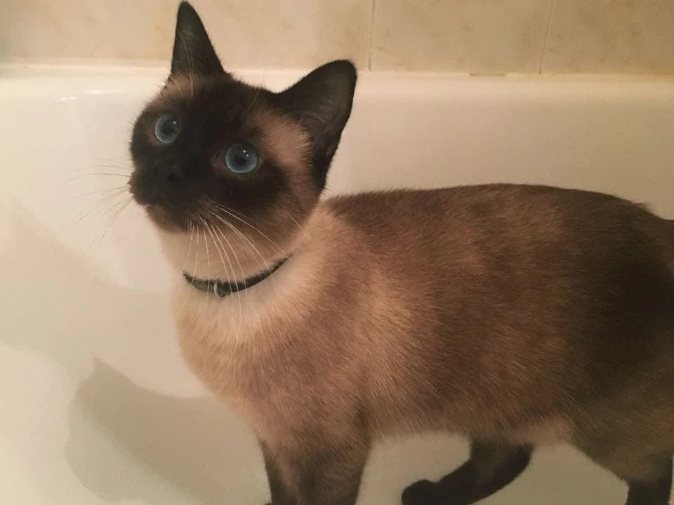 He Went To His Relative’s House To Fetch The Cat, But There Was Something Else In There…