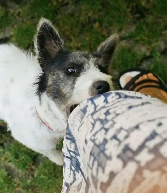 Why Dogs Bite