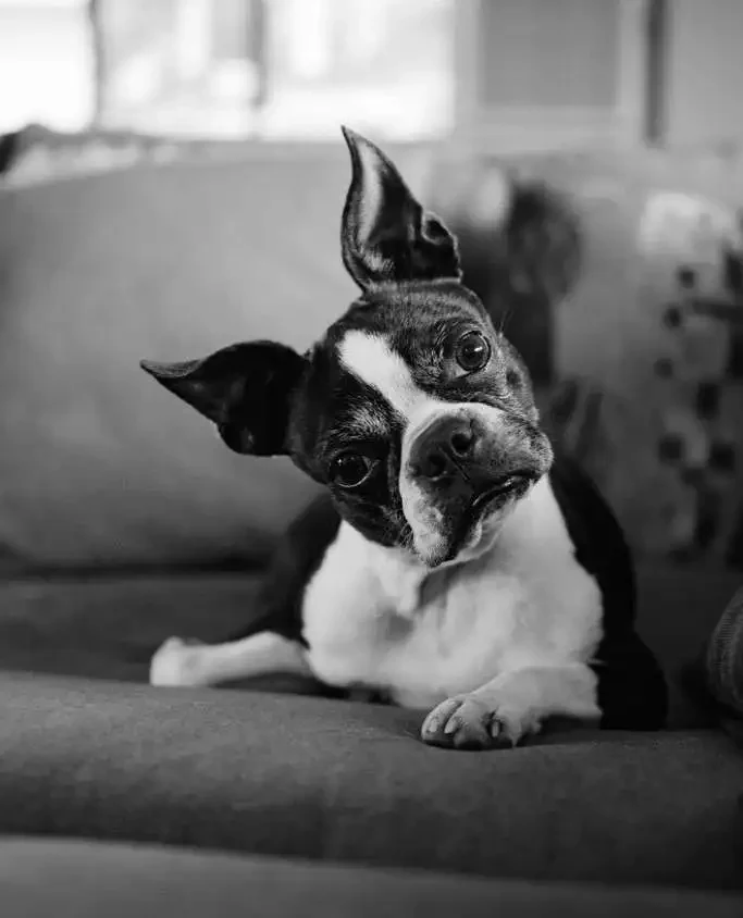 Why Dogs Tilt Their Heads