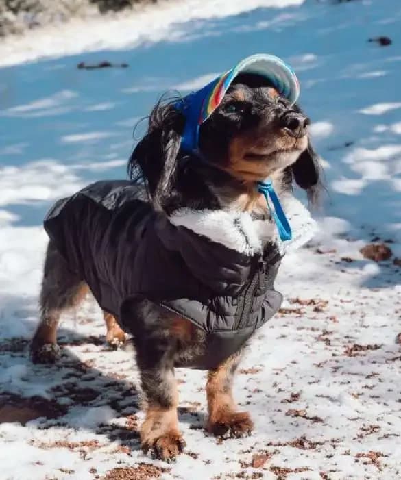 Why Dogs Eat Poop