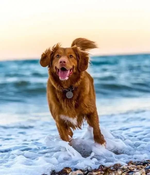 Do Dogs Feel Emotions
