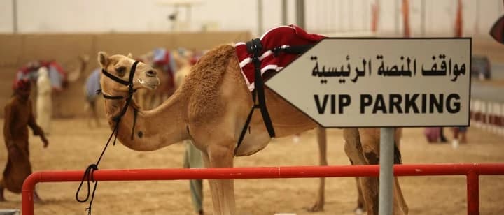 Camels Everywhere