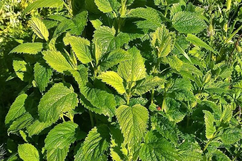 lemon balm growing outside