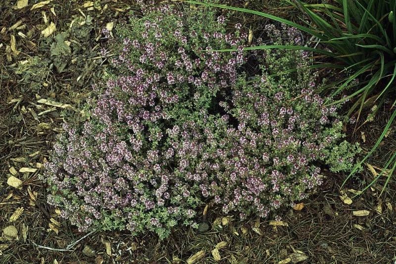 lemon thyme growing on the ground