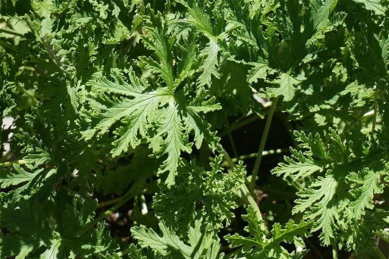 citronella leaves growing outside
