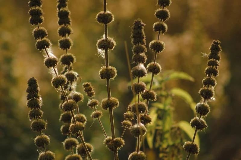 pennyroyal plant growing outside