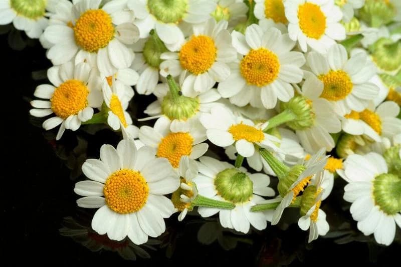 feverfew yellow and white flowers
