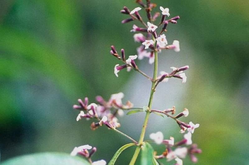 lemon verbena with tiny flowers