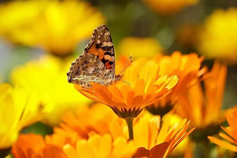 butterfly on an orange calendula flower