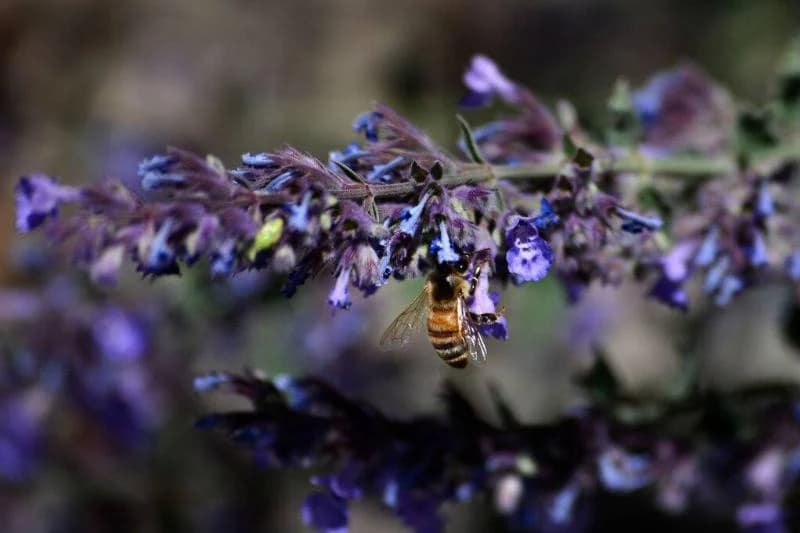 A honey bee visits a blooming catmint plant