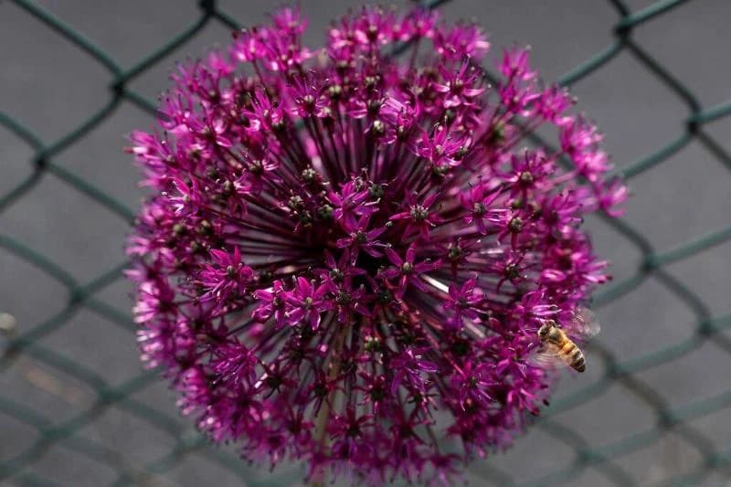 A bee takes pollen from the head of an purple Allium flower